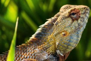 Best Plants For Bearded Dragon Cage