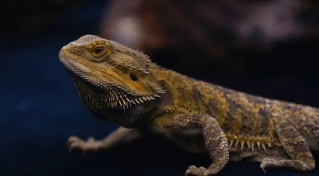 Cool bearded dragon names