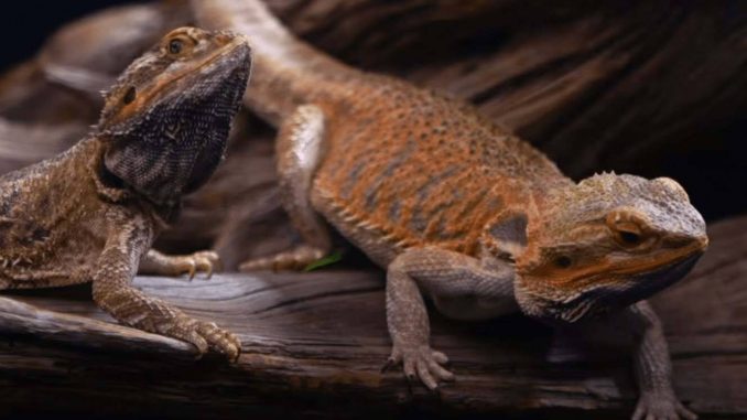 What Kind Of Substrate For Bearded Dragons What Kind Of Substrate For Bearded Dragons