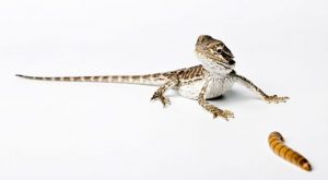 best food for baby bearded dragon