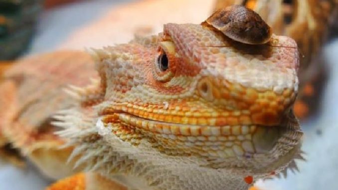 best insects for baby bearded dragons