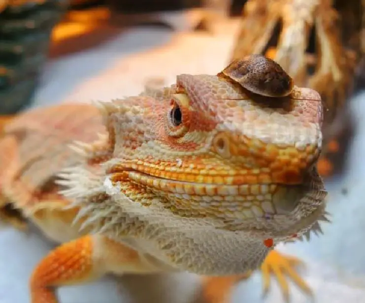 best insects for baby bearded dragons