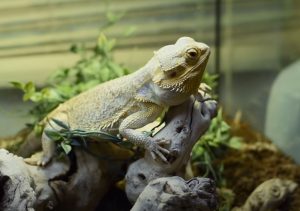 best substrate for baby bearded dragons
