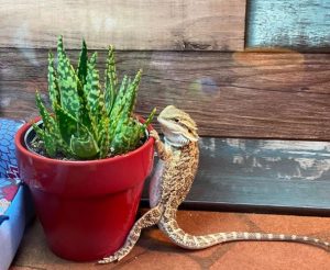 safe plants for bearded dragons
