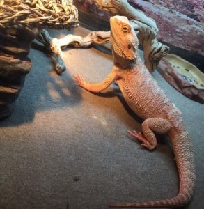 what is the best bearded dragon substrate