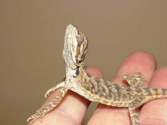 Atadenovirus Bearded Dragon