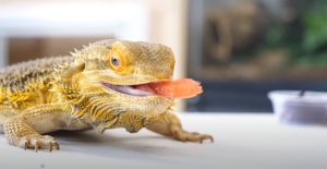Can bearded dragon eat tomato