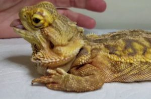 Disfigured Tail bearded dragon