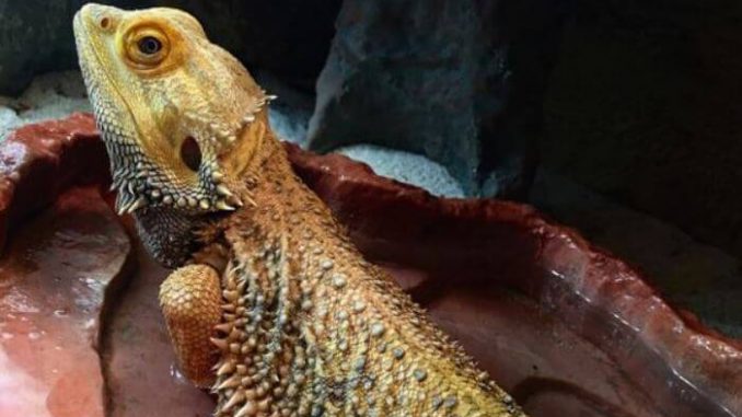 How Do Bearded Dragons Drink