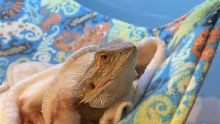 How Do Bearded Dragons Sleep