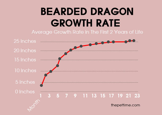 How Do Bearded Dragons Sleep? 3 Strange Sleeping Habits