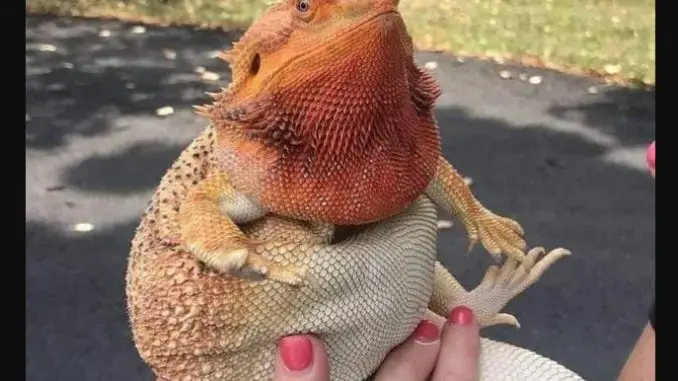 bearded dragon fat belly