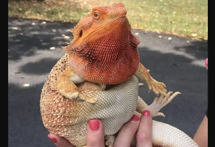 bearded dragon fat belly