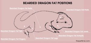bearded dragon fat