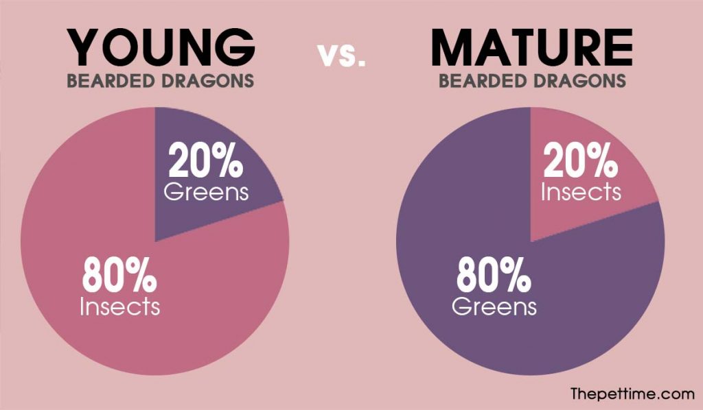 bearded dragon food chart What Food Do Baby Bearded Dragons Eat?