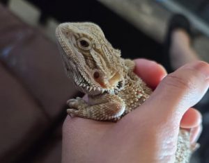 bearded dragon frequently asked questions