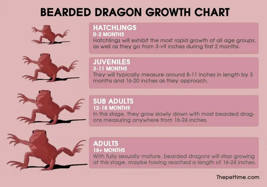 Bearded Dragon Feeding Chart.