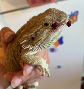 bearded dragon questions