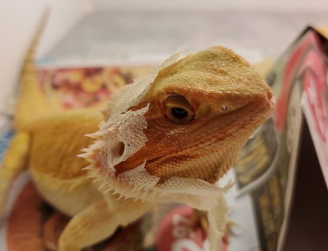 beardie shed