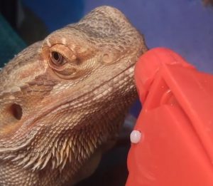 can bearded dragons drink milk