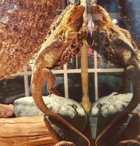 can bearded dragons live with other animals