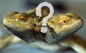 questions about bearded dragons