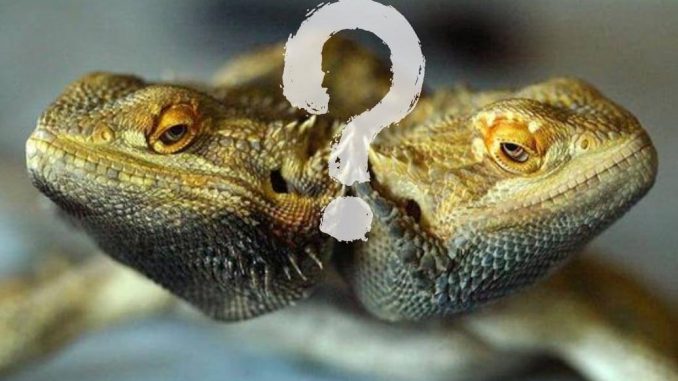 questions about bearded dragons