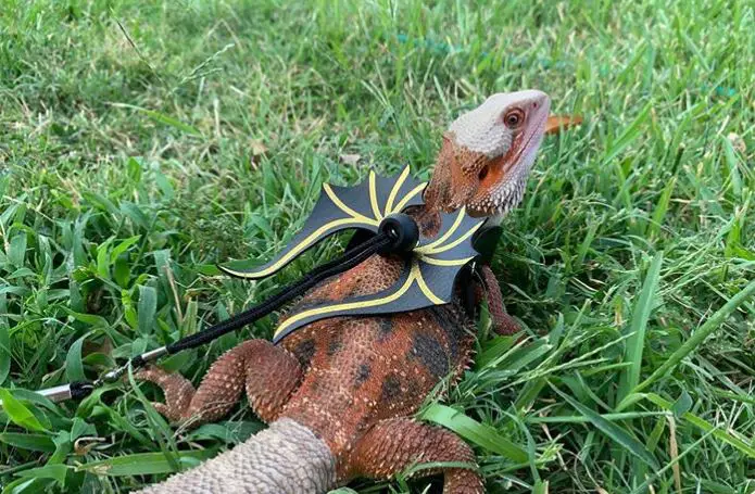 cheap bearded dragon accessories