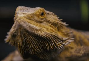 bearded dragon cage accessories