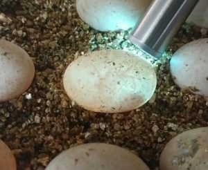 bearded dragon egg incubator