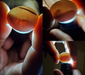 bearded dragon eggs in incubator