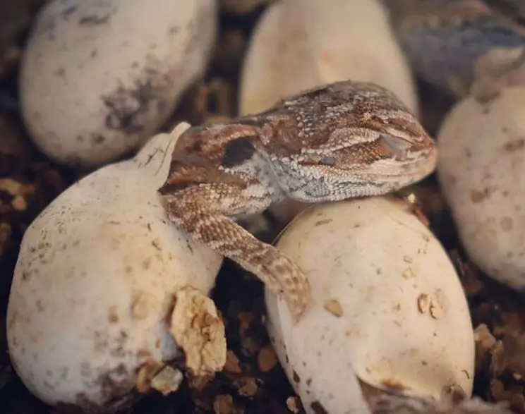 bearded dragon incubator