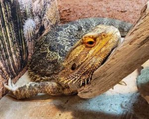 bearded dragon is not eating