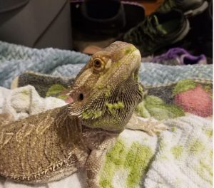 bearded dragon not eating or pooping
