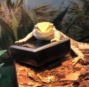 best thermometer for bearded dragon