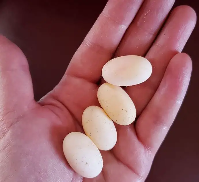 hatching bearded dragon eggs without incubator