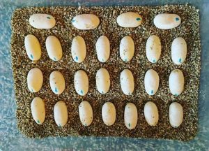 what to do with unfertilized bearded dragon eggs