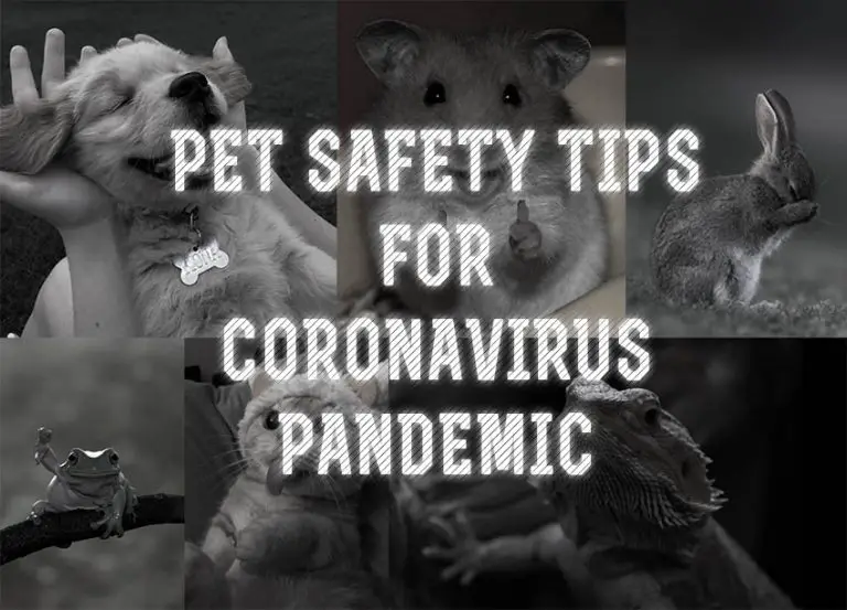 Pet Safety Tips For Coronavirus Pandemic