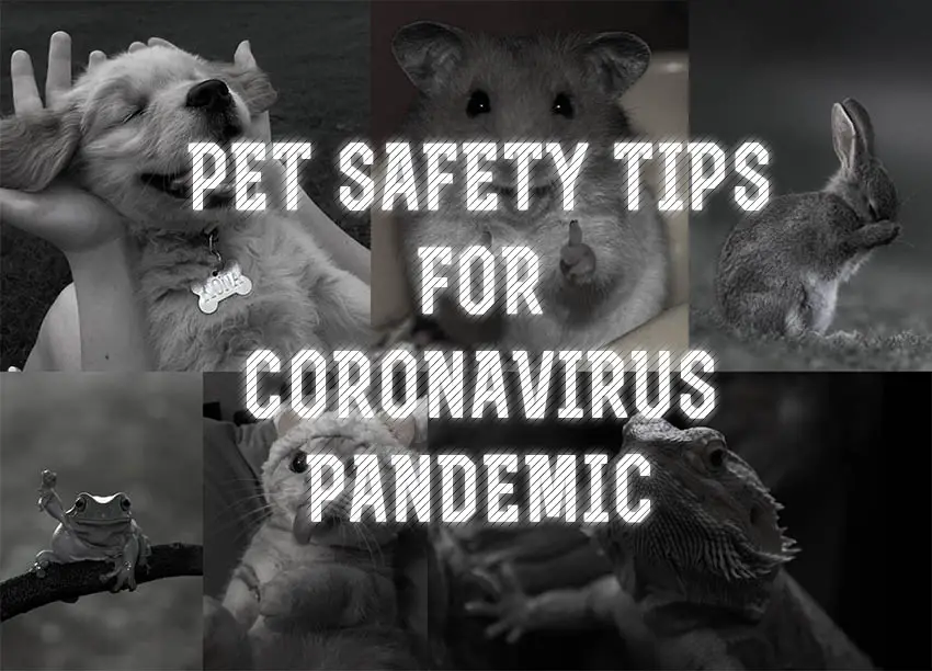 Pet Safety Tips For Coronavirus Pandemic
