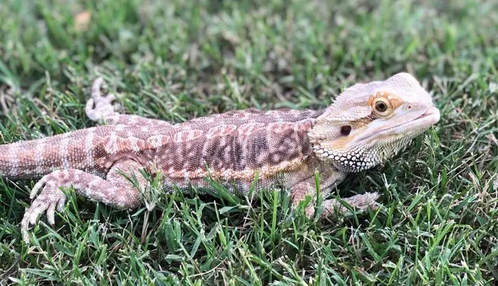 Signs of Mbd In Bearded Dragons
