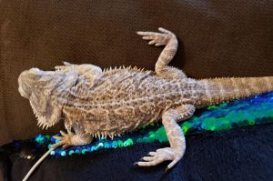 early signs of mbd in bearded dragons