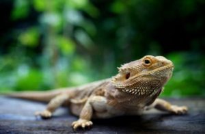what humidity should a bearded dragon be kept at