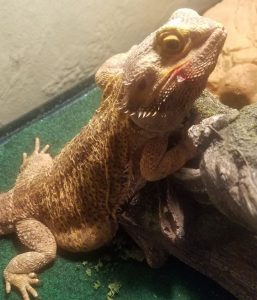 what is mbd in bearded dragons