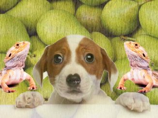 Can Dogs Eat Pears