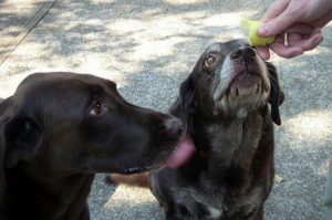 Serve pears safely for your dogs