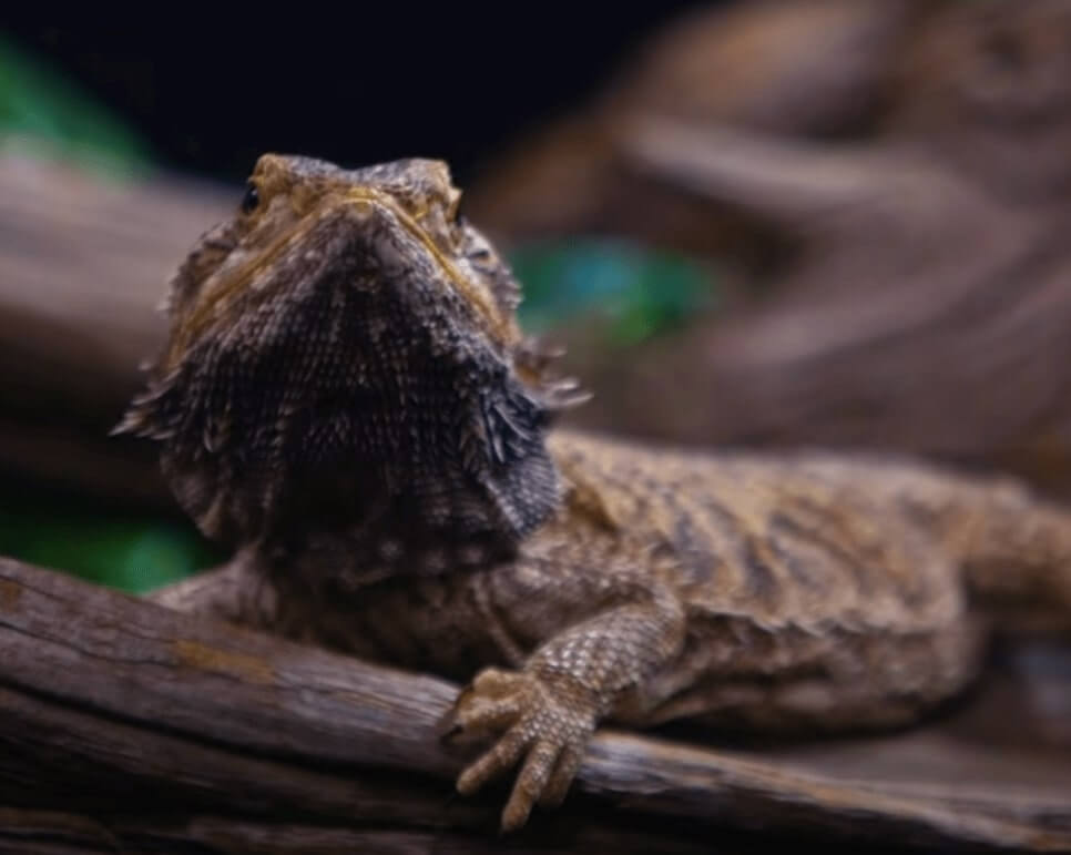 bearded dragon friendly