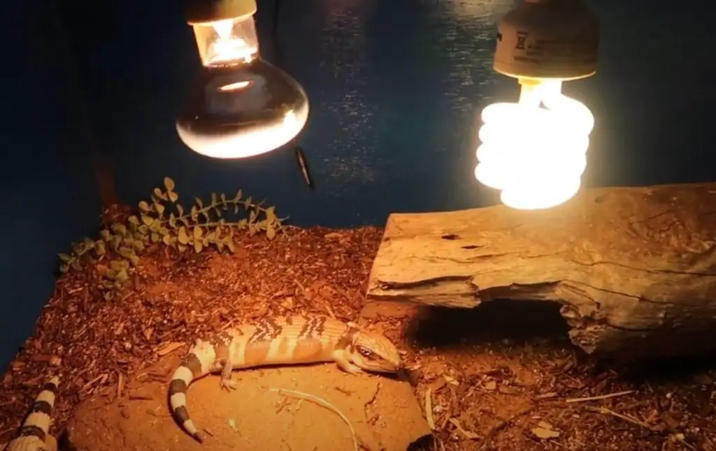 heat lamp bulb for reptiles