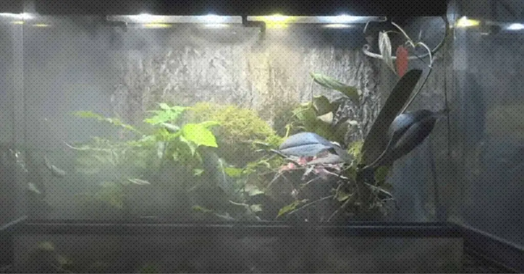 reptile fogger terrarium humidifier