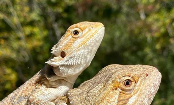can bearded dragon survive without heat lamp