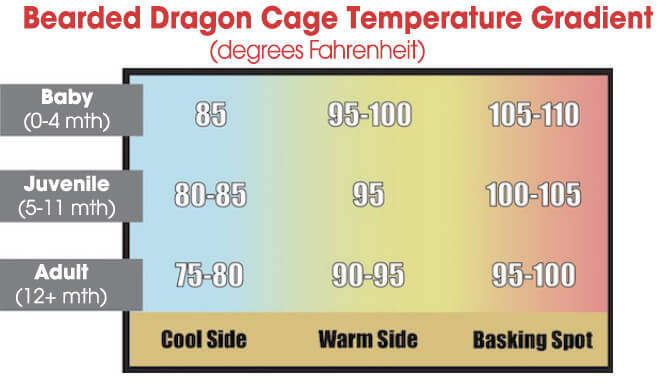 Bearded Dragon Cage Temperature